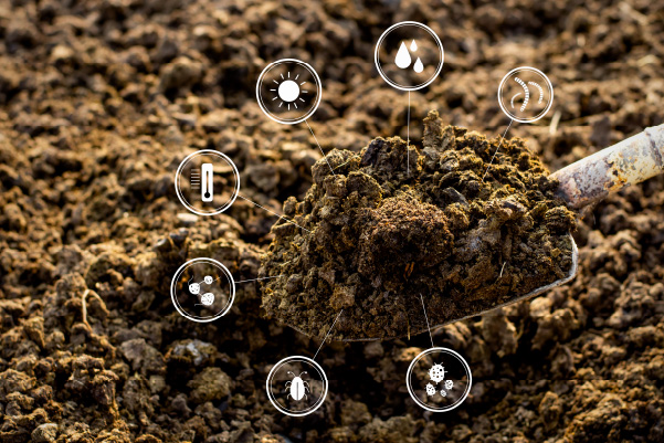 Improved Soil Quality