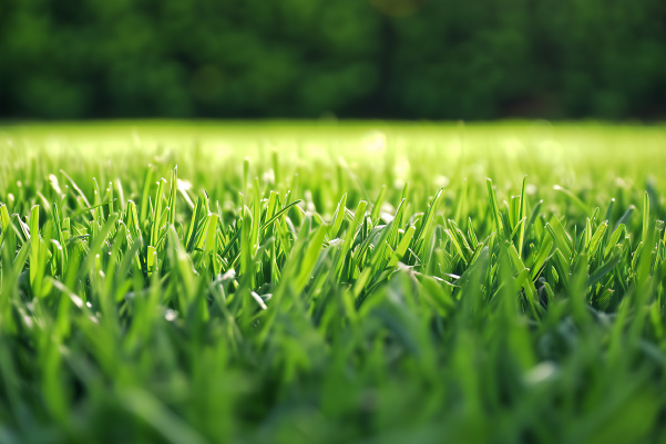 Maintains Lawn Health