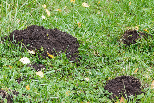 Prevents Grass Damage