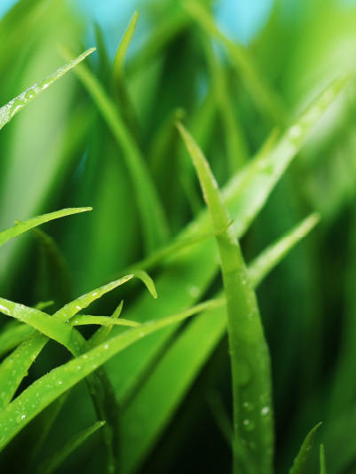 Sustainable Solutions