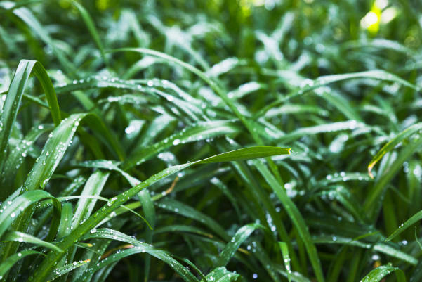 Water Buffers and Wetting Agents Image