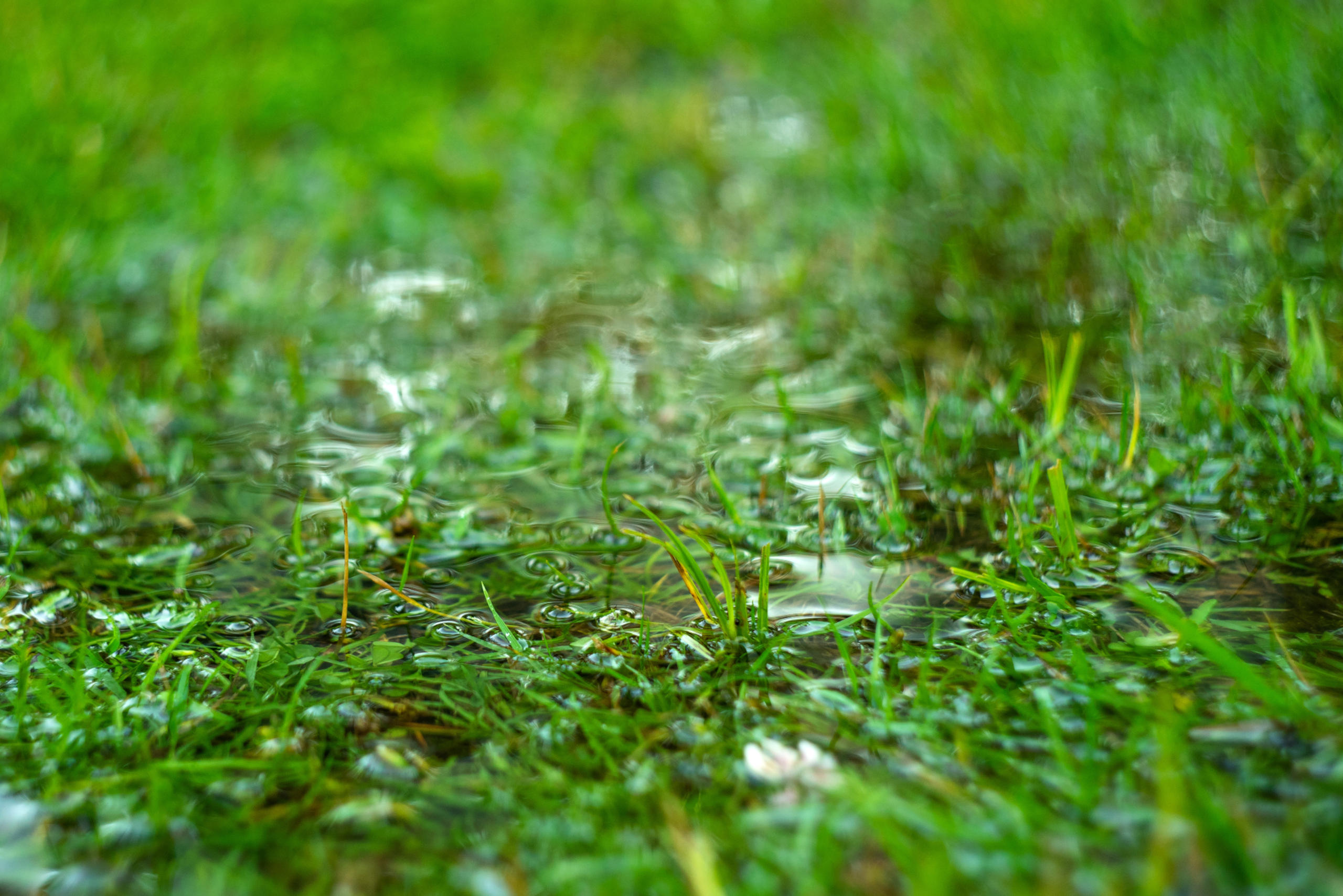 Wet Lawn Pretoria Tips