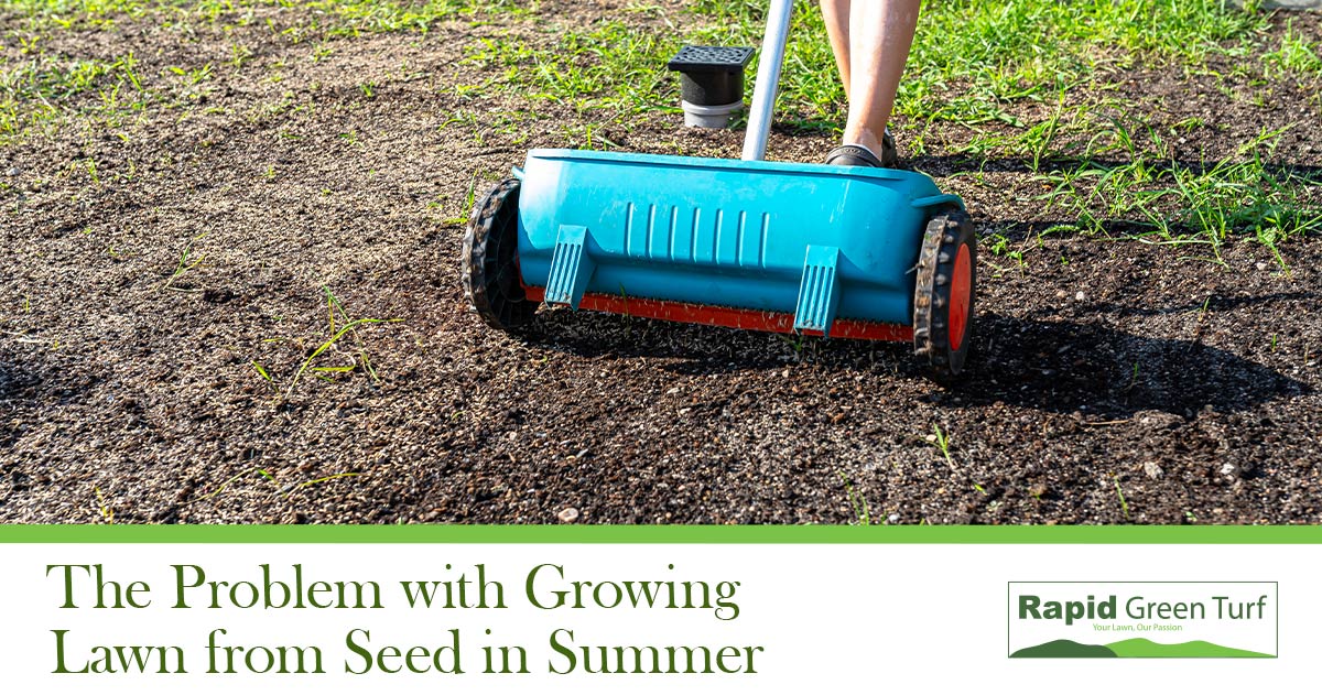RGT-Blog-Surviving-Summer-Lawns-2.4