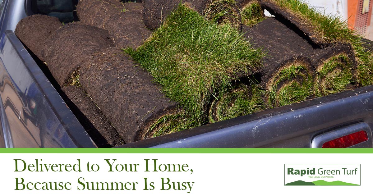 RGT-Blog-Surviving-Summer-Lawns-2.6