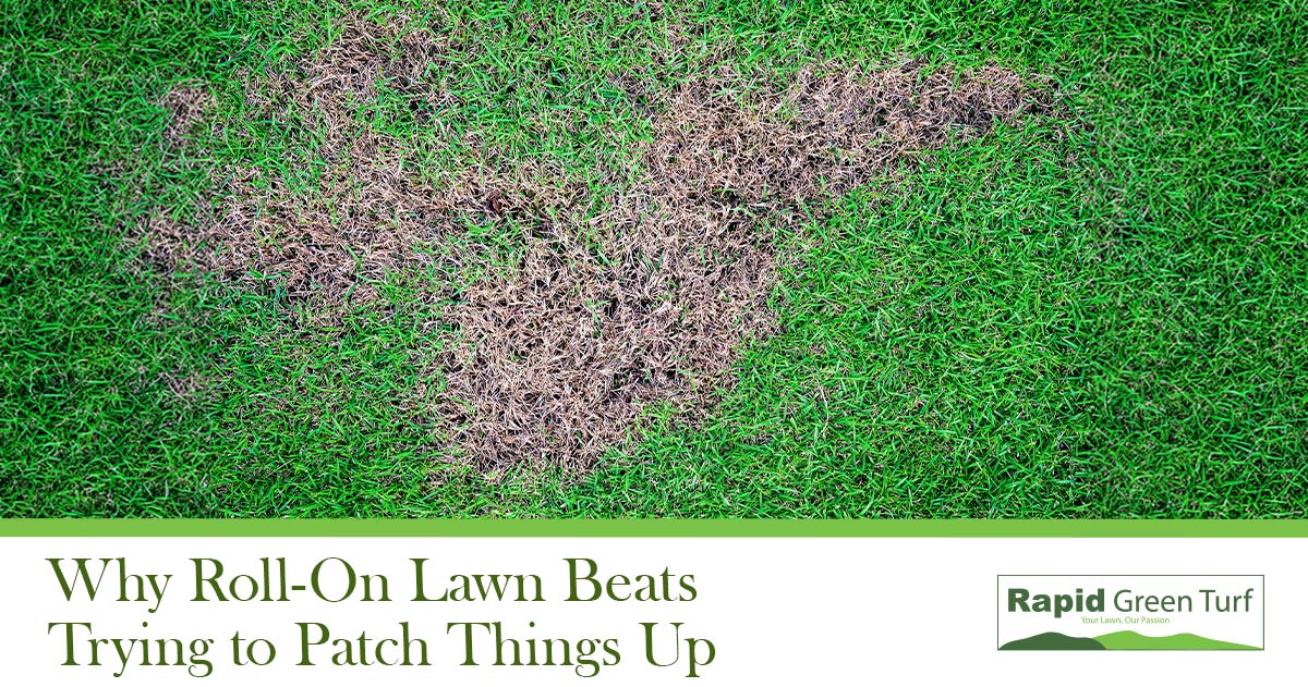 RGT-Blog-Post Late Summer Lawns 5